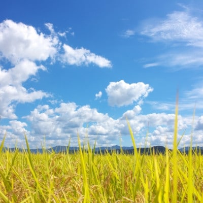 令和7年産 福島県郡山産あさか舞こしひかり 精米 5kg