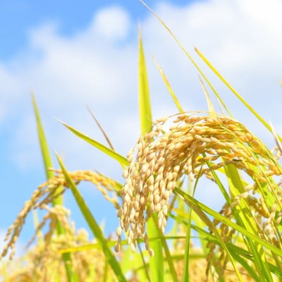 令和7年産 福島県郡山産 あさか舞 ひとめぼれ 精米 5kg