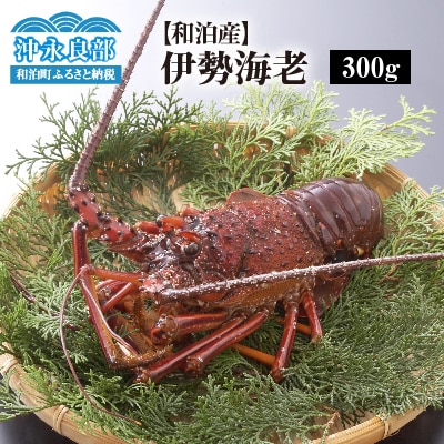 【漁師直送】活き〆冷凍　天然伊勢海老300グラム(1尾)