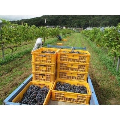 山雫ロッソ:地元産ぶどう100%の赤ワイン(720ml)