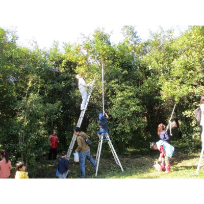 七ふしぎ農業体験(7品)