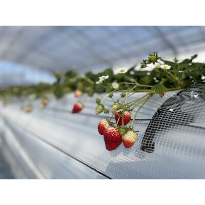 農園直営イタリアジェラートの24個セット