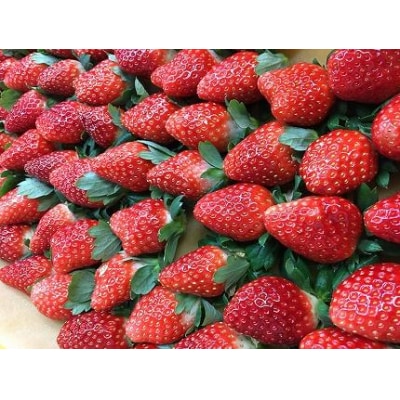 【2025年12月下旬～発送】甘みと酸味の競演 谷中農園のとちおとめ いちご【約270g×4パック】