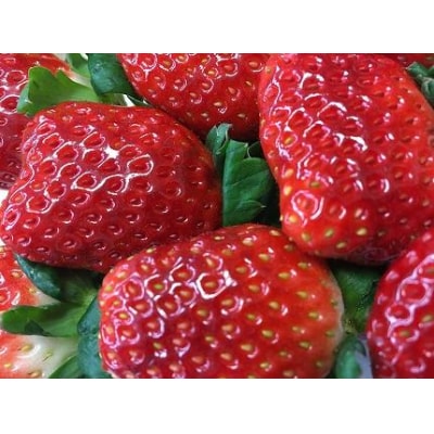 【2025年12月下旬～発送】甘みと酸味の競演 谷中農園のとちおとめ いちご【約270g×4パック】