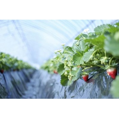 【2025年12月下旬～発送】甘みと酸味の競演 谷中農園のとちおとめ いちご【約270g×4パック】