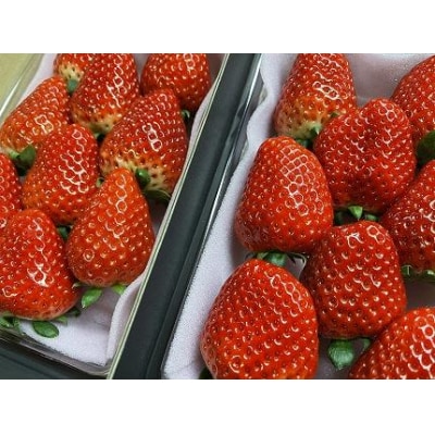 【2025年12月下旬～発送】谷中農園の スカイベリー  いちご【約280g×2パック】