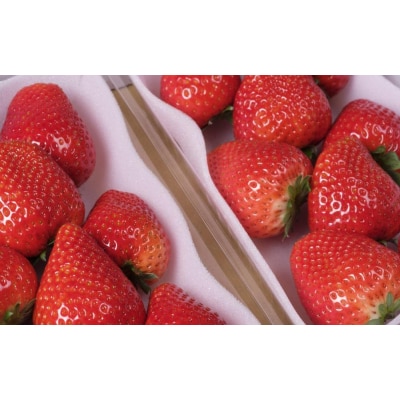 【2025年12月下旬～発送】谷中農園のいちご「 とちあいか 」約280g×2パック