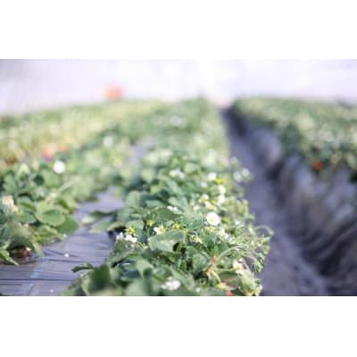 ≪2026年2月発送≫【数量限定!】「完熟 朝摘み」原宿ベリー  約250g×2パック | いちご 