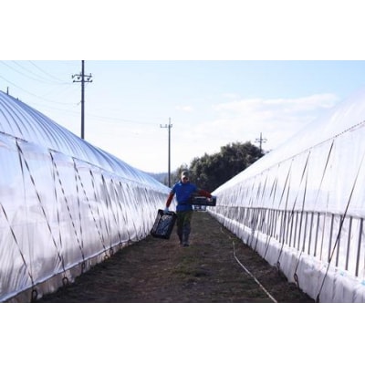 ≪2026年2月発送≫【数量限定!】「完熟 朝摘み」原宿ベリー  約250g×2パック | いちご 