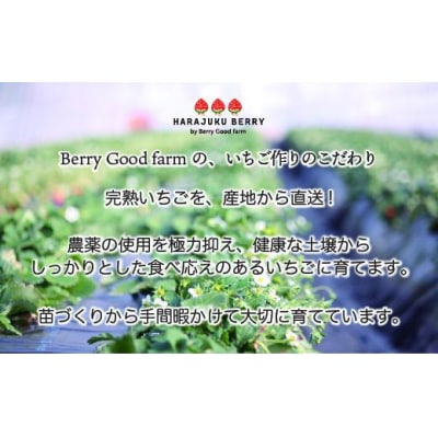 ≪2026年2月発送≫原宿ベリーの「大粒いちご」