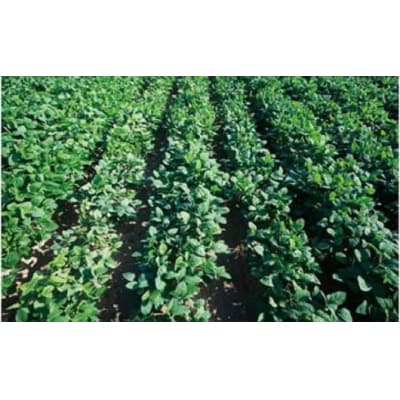 茶豆(枝豆)オーナー制度(枝豆収穫体験)