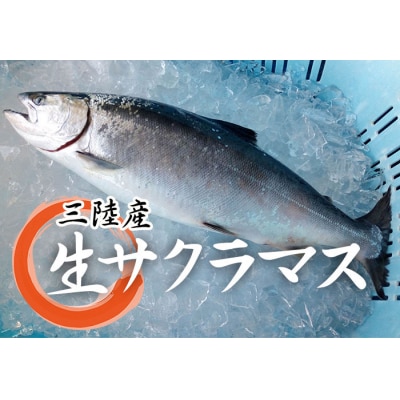 【期間限定】 岩手三陸産 本マス まるごと1尾 約2kg (サクラマス) 切身・三枚おろしも承ります
