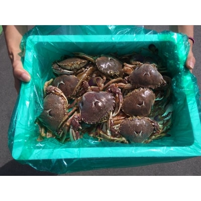 平ガニ(生)1.2kg