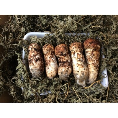 【期間限定】普代産　松茸　約200g