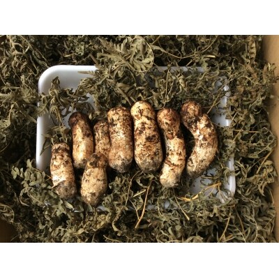 【期間限定】普代産　松茸　約200g