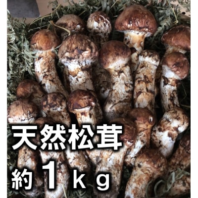 【期間限定】北三陸産 松茸 約1kg