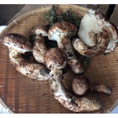 【期間限定】北三陸産 松茸 約1kg
