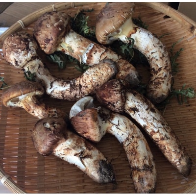 【期間限定】北三陸産 松茸 約1kg