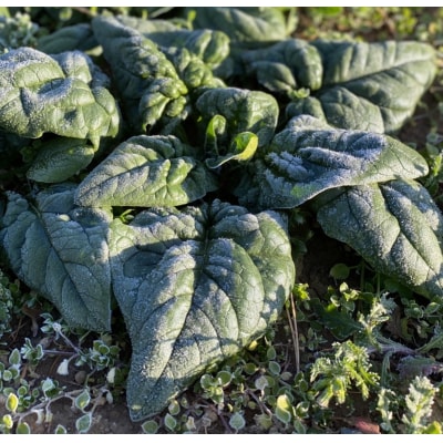 【先行受付】 寒じめほうれんそう 約210g×10袋 【11月下旬頃～2月下旬発送予定】 野菜