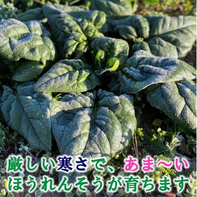寒じめほうれんそう 約210g×10袋 【11月下旬～2月下旬頃 期間限定】 野菜