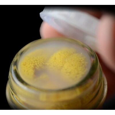 牛乳瓶入りウニ(生うに)180g×1本【ミョウバン不使用】【塩水】