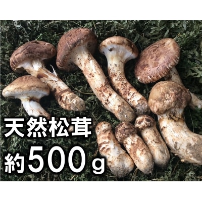 【期間限定】岩手県産 天然松茸 約500g(特大、開き、小の松茸混じり)大きさお任せ ご自宅用