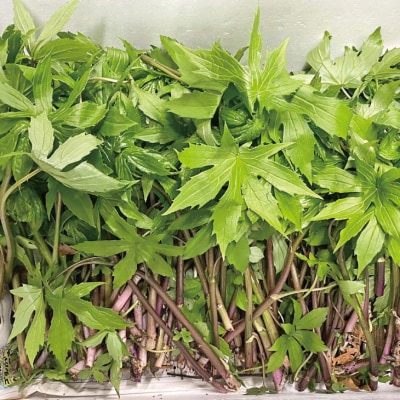 山菜 しどけ 200g 天然 数量限定