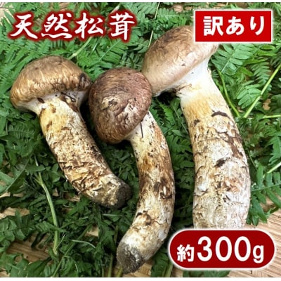 【期間限定】岩手県産 天然松茸 約300g 訳あり開きや欠け込みなど 家庭用