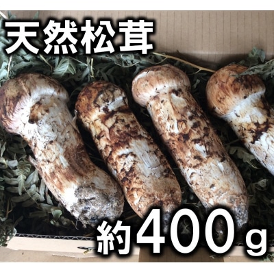 【期間限定】岩手県産 天然松茸 約400g 北三陸 国産