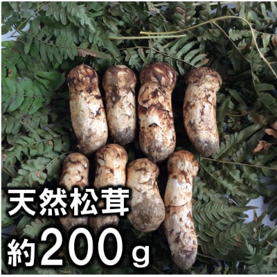 【期間限定】岩手県産 天然松茸 約200g 北三陸 【数量限定】 国産 訳あり 小さめ コロ