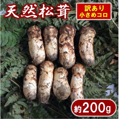 【期間限定】岩手県産 天然松茸 約200g 松茸 訳あり 小さめ コロ 国産