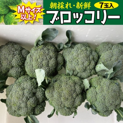 【先行受付】 新鮮 朝採れブロッコリー Mサイズ以上7玉 野菜 サラダ