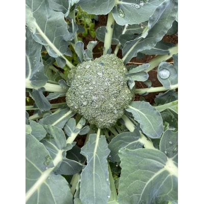 【先行受付】 新鮮 朝採れブロッコリー Mサイズ以上7玉 野菜 サラダ