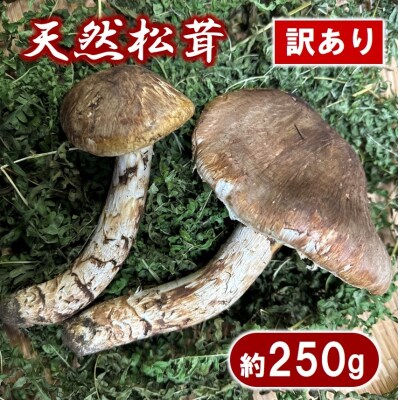 期間限定】岩手県産 天然松茸 約250g 訳あり 【開きや傷、割れ、欠け