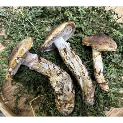 【期間限定】岩手県産 天然松茸 約250g 訳あり 【開きや傷、割れ、欠けなどお任せ】家庭用