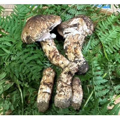 【期間限定】岩手県産 天然松茸 約250g 訳あり 【開きや傷、割れ、欠けなどお任せ】家庭用
