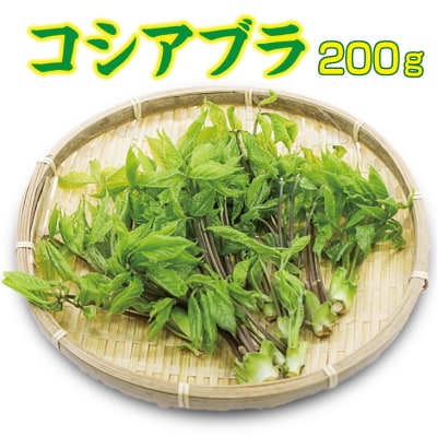 【先行受付】 《4月中旬頃～発送予定》 山菜 コシアブラ 約200g 天然山菜 こしあぶら