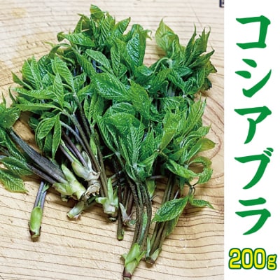 【先行受付】 《4月中旬頃～発送予定》 山菜 コシアブラ 約200g 天然山菜 こしあぶら