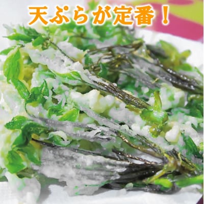 【先行受付】 《4月中旬頃～発送予定》 山菜 コシアブラ 約200g 天然山菜 こしあぶら