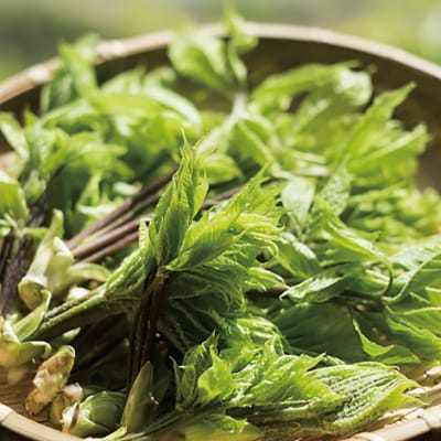 【先行受付】 《4月下旬頃～発送予定》 山菜 コシアブラ 約200g 天然山菜 こしあぶら