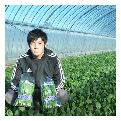 新鮮 採れたて ほうれんそう (約185g×8袋) 普代村産 ほうれん草 野菜 やさい サラダ