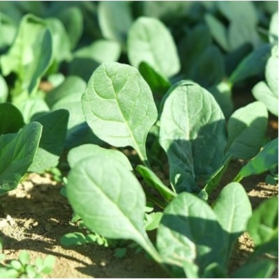 新鮮 採れたて ほうれんそう (約185g×8袋) 普代村産 ほうれん草 野菜 やさい サラダ