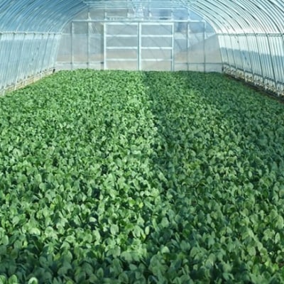 新鮮 採れたて ほうれんそう (約185g×8袋) 普代村産 ほうれん草 野菜 やさい サラダ