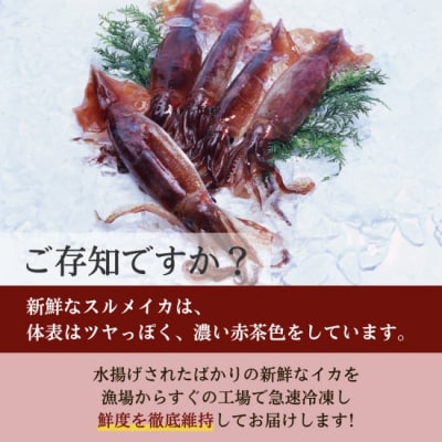 【年内発送】 冷凍スルメイカ 小サイズ 30尾入り 鮮度抜群 急速冷凍 いか 年内お届け 年内配送