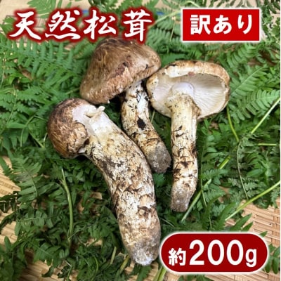 【期間限定】岩手県産 天然松茸 約200g 国産 松茸訳あり 【開きや小さめ、割れ、欠けなど】 