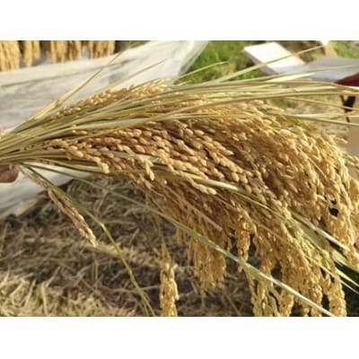 【令和7年産】 【新米】 お米 山遊農園 ササニシキ 1kg×1袋 普代の自然人米 農家のお米