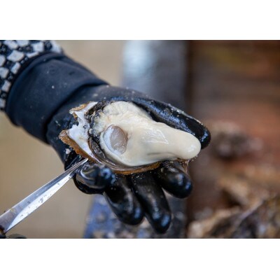 【ふるさと納税】 清浄的矢かき殻付き15ヶ入、むき身500gセット*