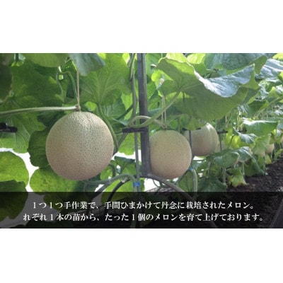 川口農園の南張メロン 1個 伊勢志摩サミット提供食材 品種はマスクメロンです 令和7年10月順次発送