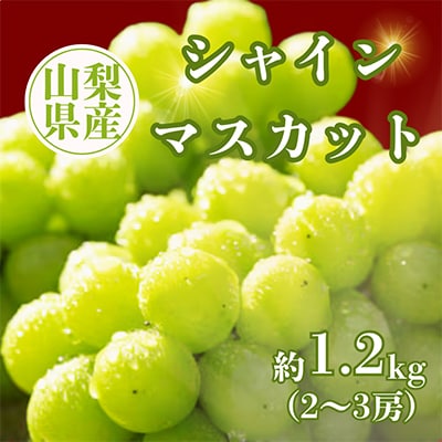 【2026年発送分先行受付】シャインマスカット約1.2kg(計2～3房)