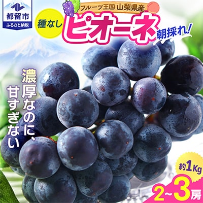 【2026年発送分先行受付】ピオーネ合計約1kg(2～3房)